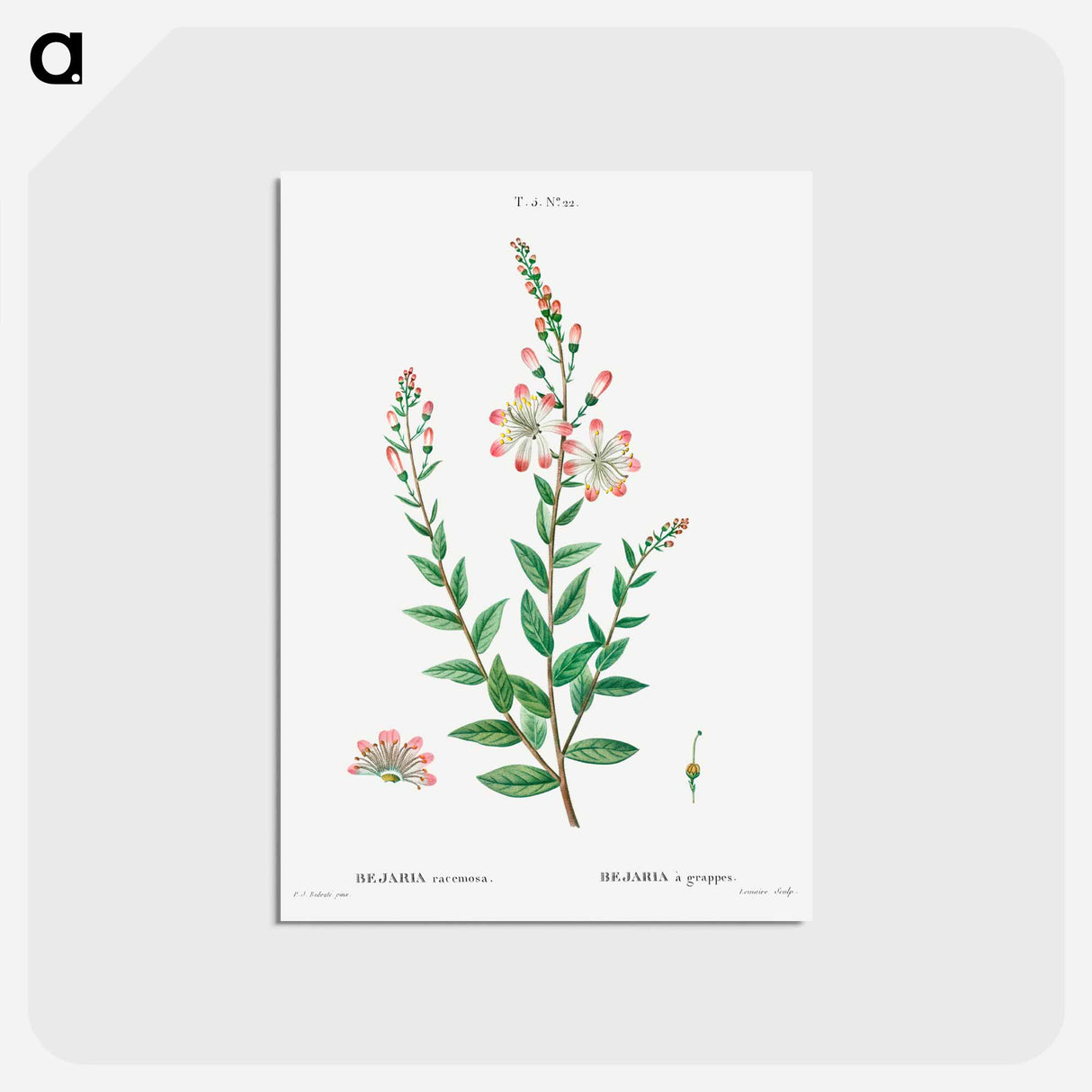 アートポストカード-Tarflower, Bejaria racemosa - ピエール ジョゼフ ルドゥーテ Postcard.