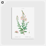 アートポストカード-Tarflower, Bejaria racemosa - ピエール ジョゼフ ルドゥーテ Postcard.