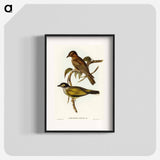 Australian Sphecotheres
 - オーストラリアの鳥 Poster.