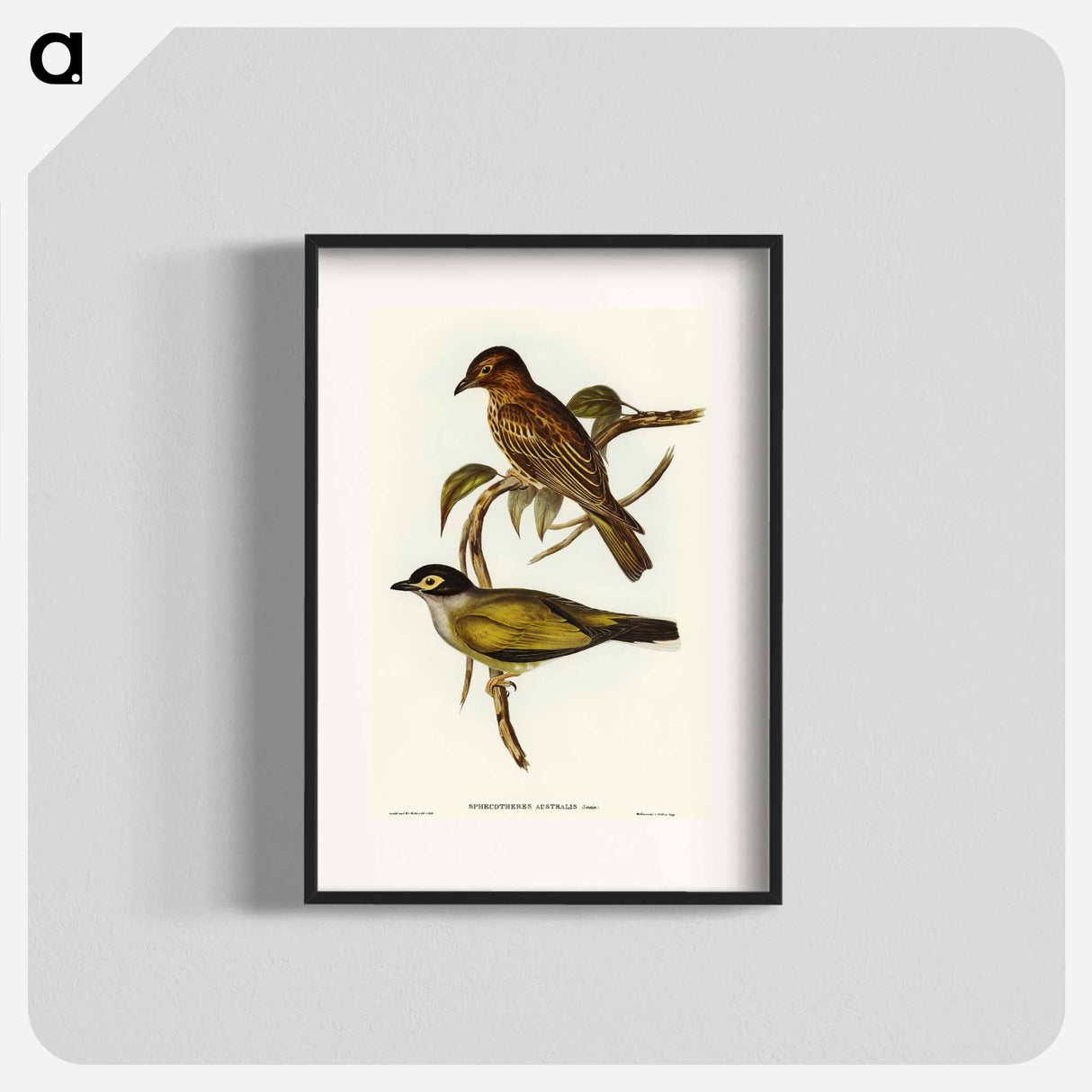 Australian Sphecotheres
 - オーストラリアの鳥 Poster.