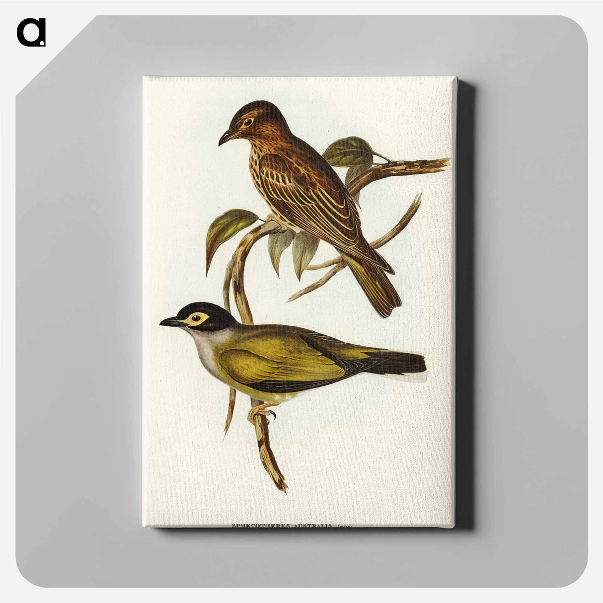 Australian Sphecotheres
 - オーストラリアの鳥 Canvas.