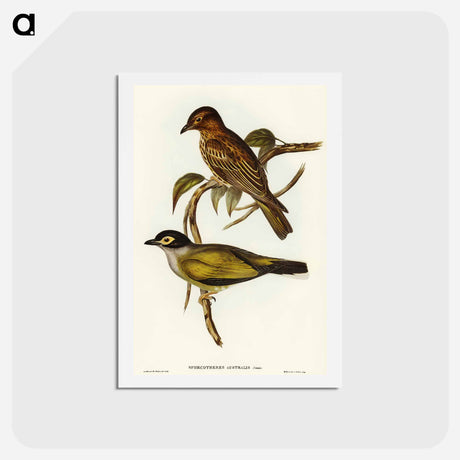 アートポストカード-Australian Sphecotheres
 - オーストラリアの鳥 Postcard.