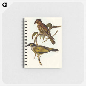アートメモ帳-Australian Sphecotheres
 - オーストラリアの鳥 Memo.