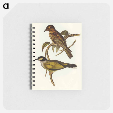 アートメモ帳-Australian Sphecotheres
 - オーストラリアの鳥 Memo.