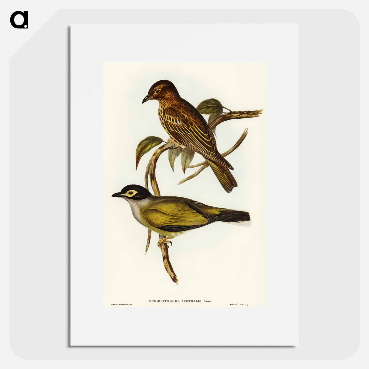 Australian Sphecotheres
 - オーストラリアの鳥 Poster.