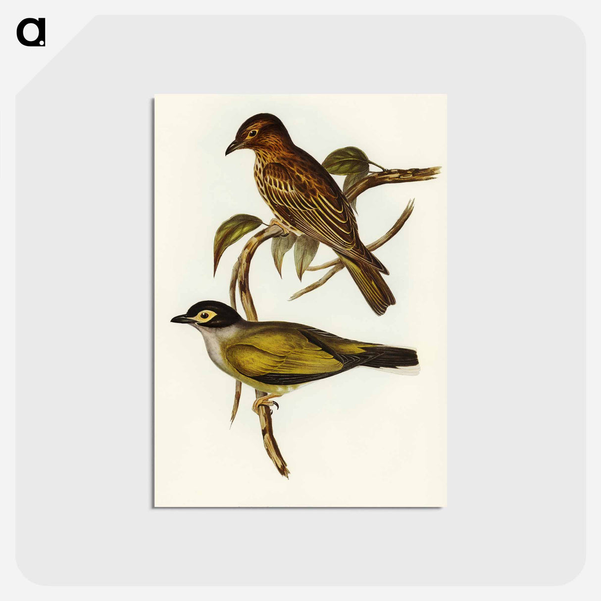 アートポストカード-Australian Sphecotheres
 - オーストラリアの鳥 Postcard.