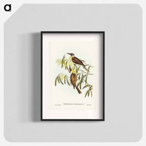 アートポスター-Yellow-throated Friar Bird
 - ジョン グールド Poster.