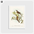 アートポストカード-Yellow-throated Friar Bird
 - ジョン グールド Postcard.