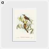 アートポストカード-Yellow-throated Friar Bird
 - ジョン グールド Postcard.