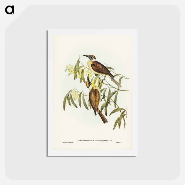 アートポストカード-Yellow-throated Friar Bird
 - ジョン グールド Postcard.