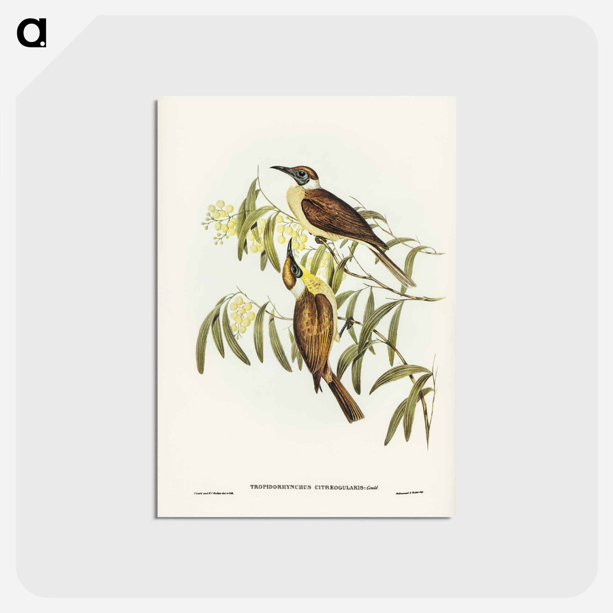 アートポストカード-Yellow-throated Friar Bird
 - ジョン グールド Postcard.