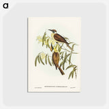 アートポストカード-Yellow-throated Friar Bird
 - ジョン グールド Postcard.