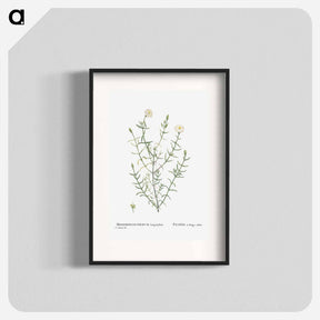 アートポスター-Mesembryanthemum Longistylum - ピエール ジョゼフ ルドゥーテ Poster.