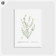 アートポストカード-Mesembryanthemum Longistylum - ピエール ジョゼフ ルドゥーテ Postcard.