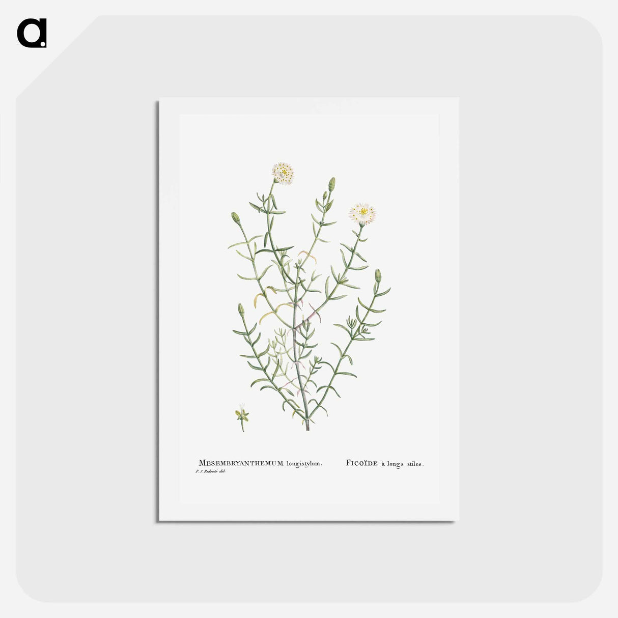 アートポストカード-Mesembryanthemum Longistylum - ピエール ジョゼフ ルドゥーテ Postcard.