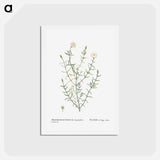 アートポストカード-Mesembryanthemum Longistylum - ピエール ジョゼフ ルドゥーテ Postcard.