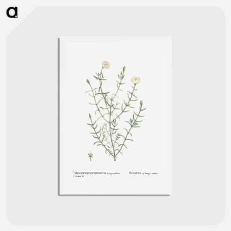 アートポストカード-Mesembryanthemum Longistylum - ピエール ジョゼフ ルドゥーテ Postcard.