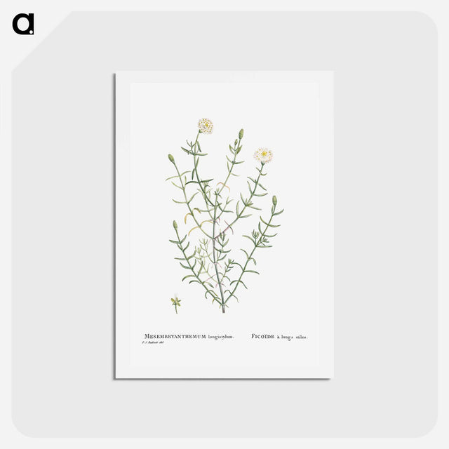 アートポストカード-Mesembryanthemum Longistylum - ピエール ジョゼフ ルドゥーテ Postcard.