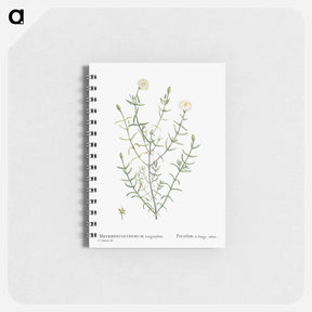 アートメモ帳-Mesembryanthemum Longistylum - ピエール ジョゼフ ルドゥーテ Memo.