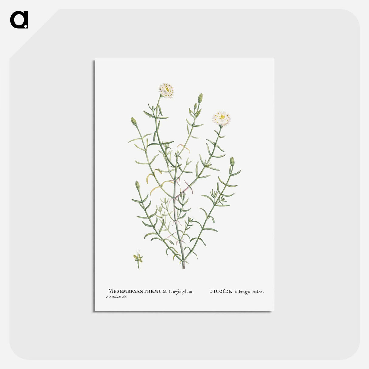 アートポストカード-Mesembryanthemum Longistylum - ピエール ジョゼフ ルドゥーテ Postcard.