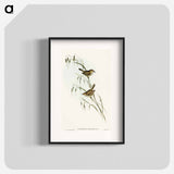 Field Reed Lark
 - オーストラリアの鳥 Poster.