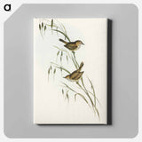 アートパネル-Field Reed Lark
 - オーストラリアの鳥 Canvas.