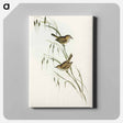 アートパネル-Field Reed Lark
 - オーストラリアの鳥 Canvas.