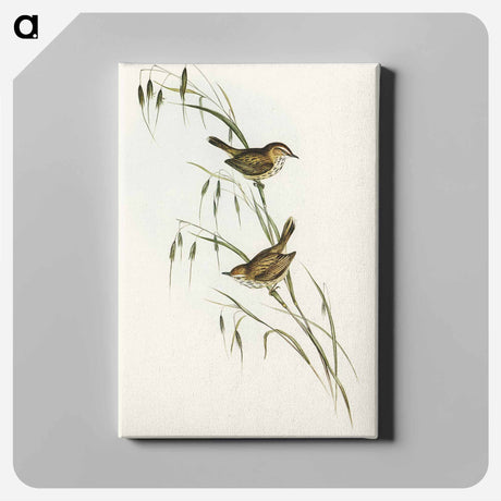 アートパネル-Field Reed Lark
 - オーストラリアの鳥 Canvas.