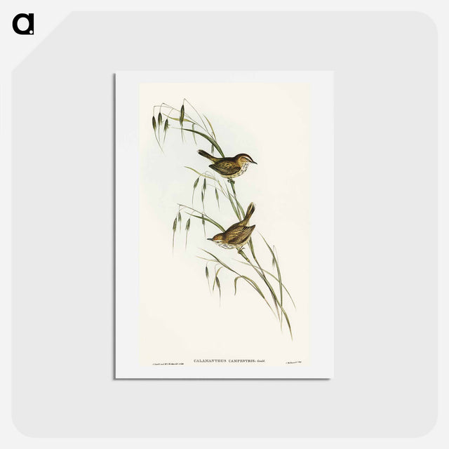 アートポストカード-Field Reed Lark
 - オーストラリアの鳥 Postcard.
