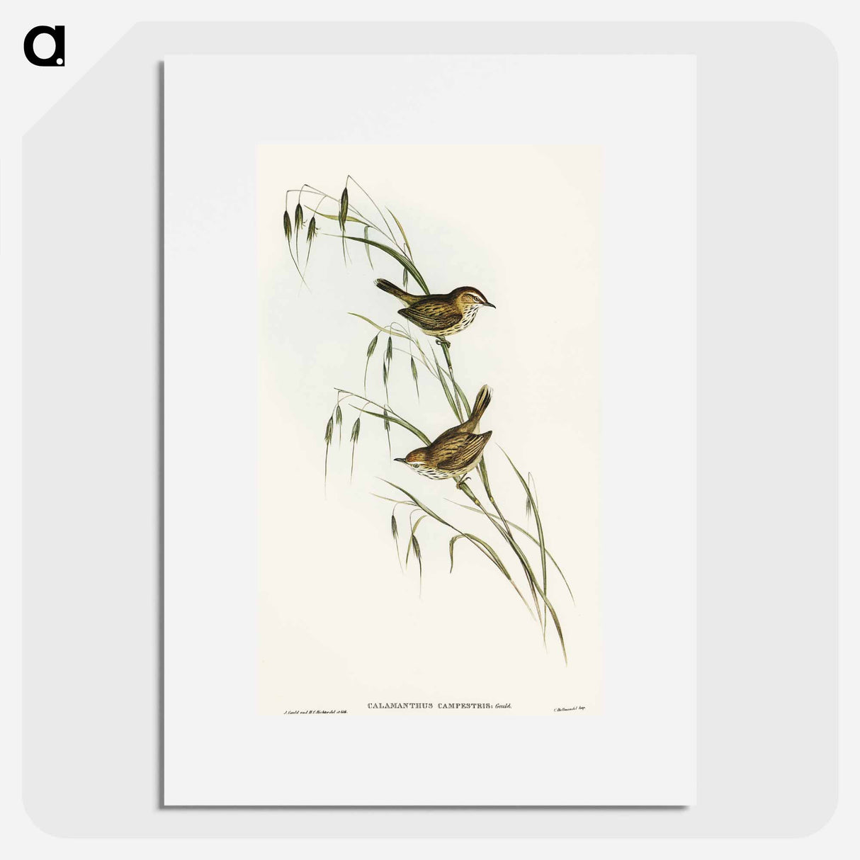 アートポスター-Field Reed Lark
 - オーストラリアの鳥 Poster.