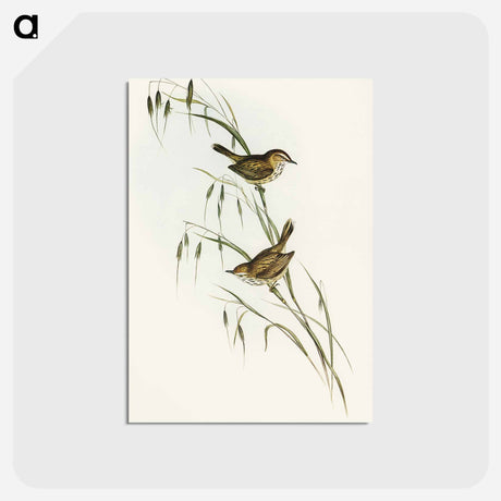 アートポストカード-Field Reed Lark
 - オーストラリアの鳥 Postcard.