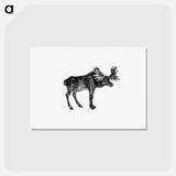 アートポストカード-Moose Illustration
 - 大英図書館 Postcard.
