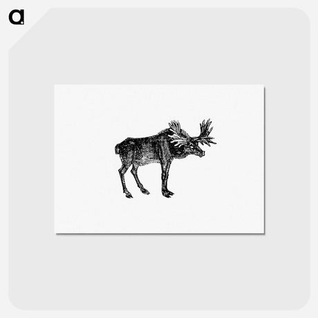 アートポストカード-Moose Illustration
 - 大英図書館 Postcard.