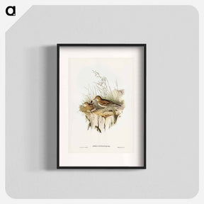 アートポスター-Australian Pipit
 - ジョン グールド Poster.