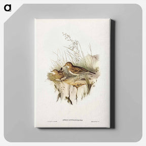 アートパネル-Australian Pipit
 - ジョン グールド Canvas.
