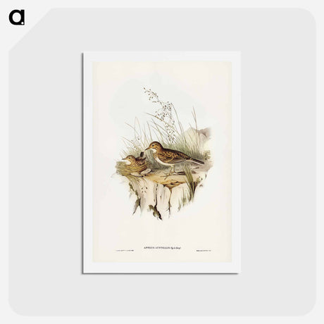 アートポストカード-Australian Pipit
 - ジョン グールド Postcard.