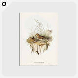 アートポストカード-Australian Pipit
 - ジョン グールド Postcard.