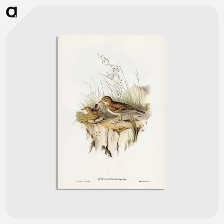 アートポストカード-Australian Pipit
 - ジョン グールド Postcard.