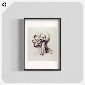 アートポスター-Muscles of the Neck and Face
 - 国立医学図書館 Poster.