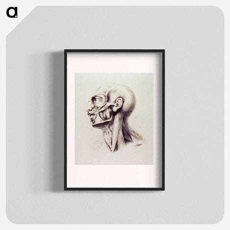 アートポスター-Muscles of the Neck and Face
 - 国立医学図書館 Poster.