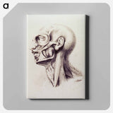 アートパネル-Muscles of the Neck and Face
 - 国立医学図書館 Canvas.