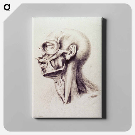 アートパネル-Muscles of the Neck and Face
 - 国立医学図書館 Canvas.