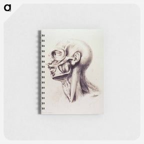 アートメモ帳-Muscles of the Neck and Face
 - 国立医学図書館 Memo.