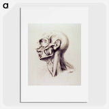 アートポスター-Muscles of the Neck and Face
 - 国立医学図書館 Poster.