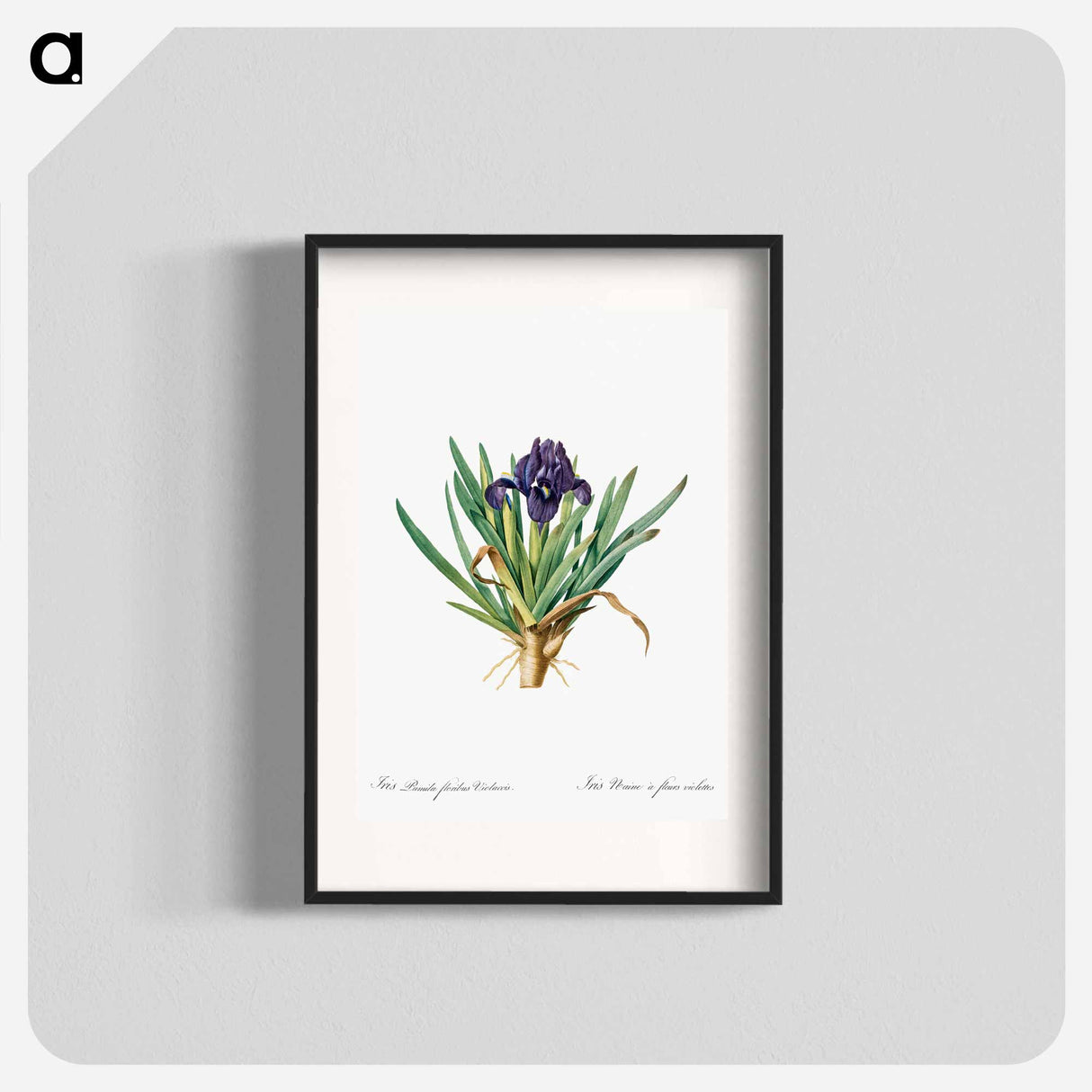 Pygmy iris illustration - Pierre Joseph Redouté Poster.