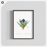 Pygmy iris illustration - Pierre Joseph Redouté Poster.