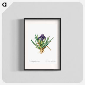 アートポスター-Pygmy iris illustration - ピエール ジョゼフ ルドゥーテ Poster.