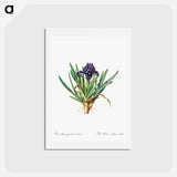 アートポストカード-Pygmy iris illustration - ピエール ジョゼフ ルドゥーテ Postcard.