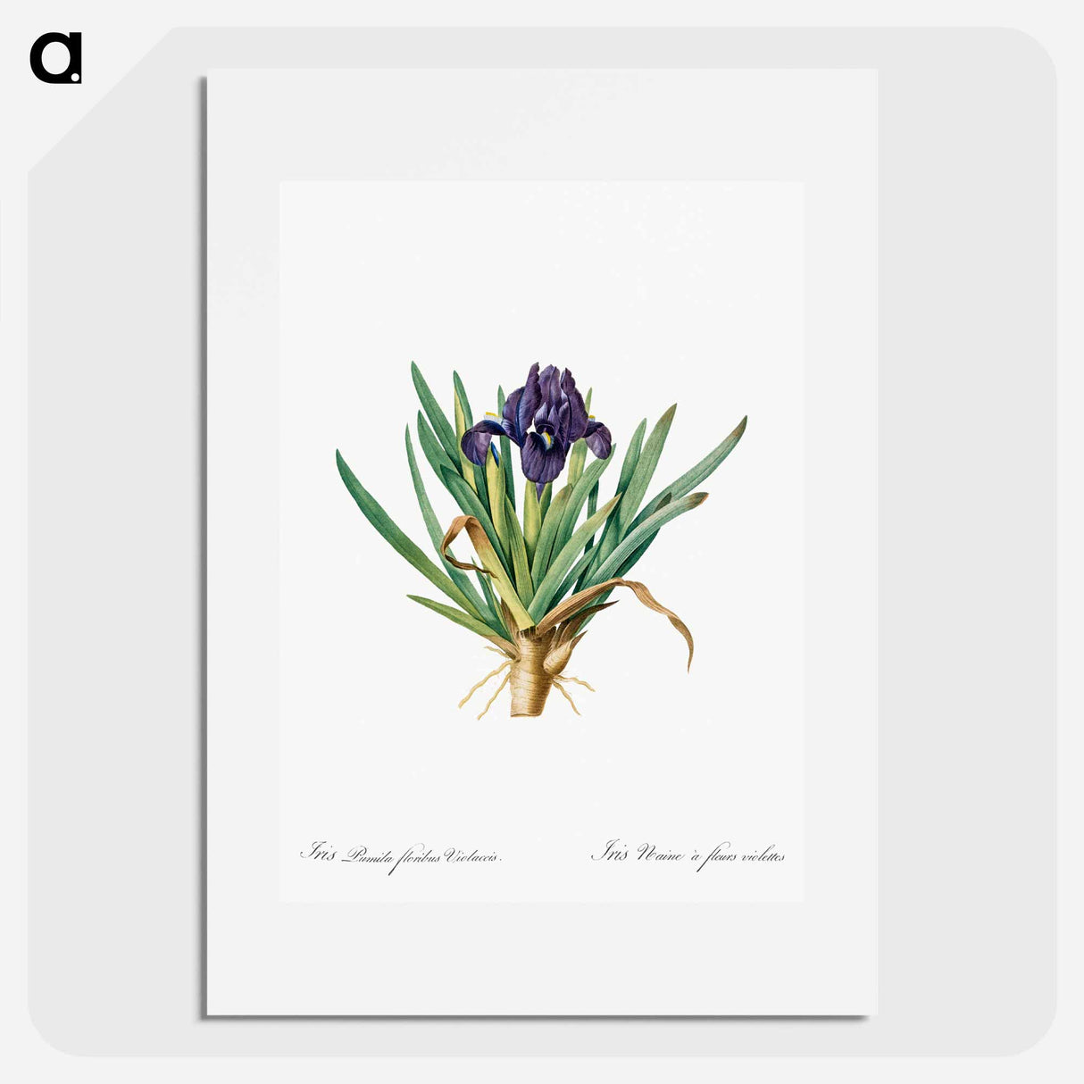 Pygmy iris illustration - Pierre Joseph Redouté Poster.