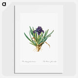 Pygmy iris illustration - Pierre Joseph Redouté Poster.